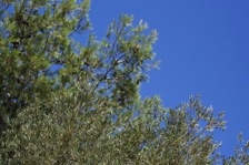 2008Var1.jpg